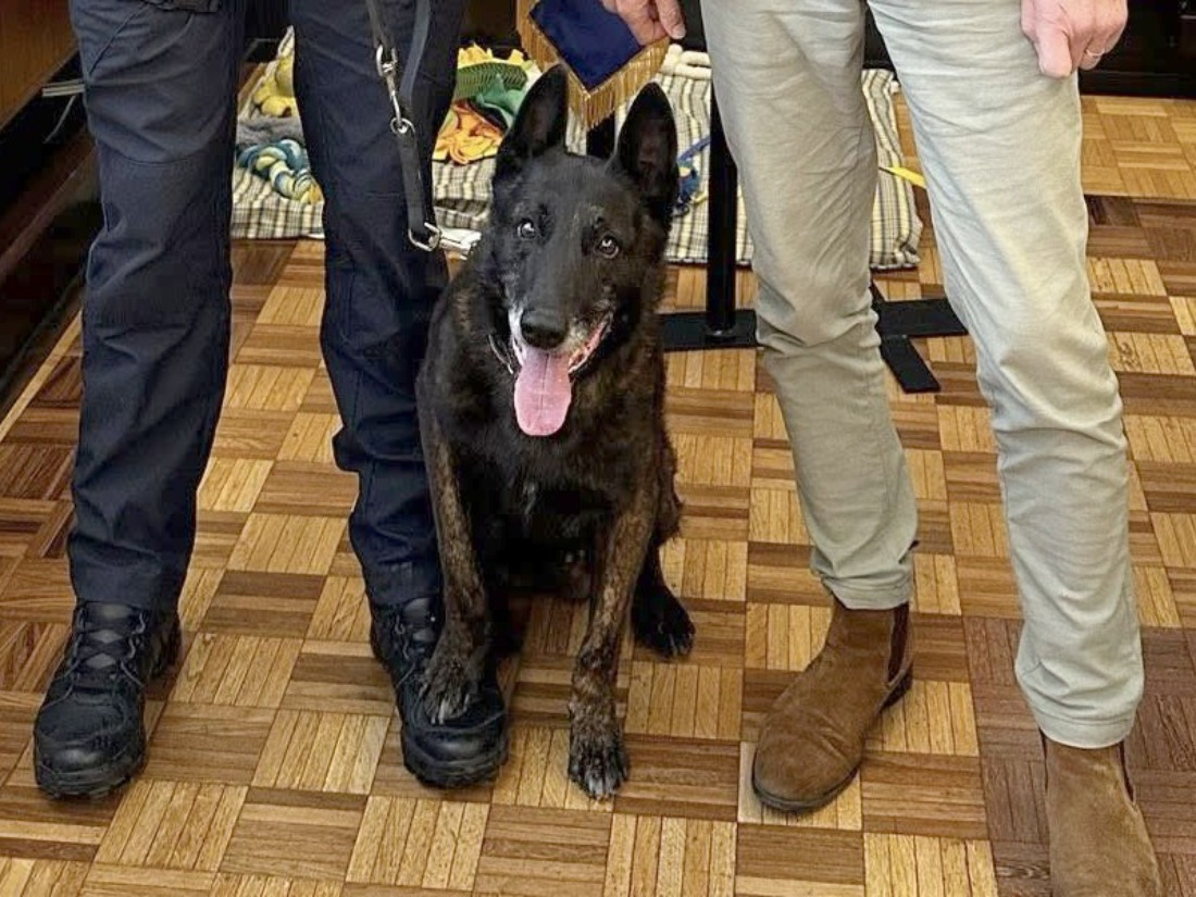 EVASION - Murphy, le chien policier de la brigade municipale de Beauvais, prend sa retraite