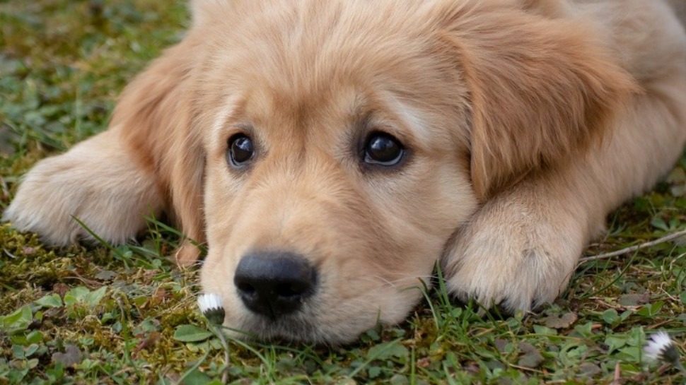 En Italie, la province autonome de Bolzano impose un passeport...
