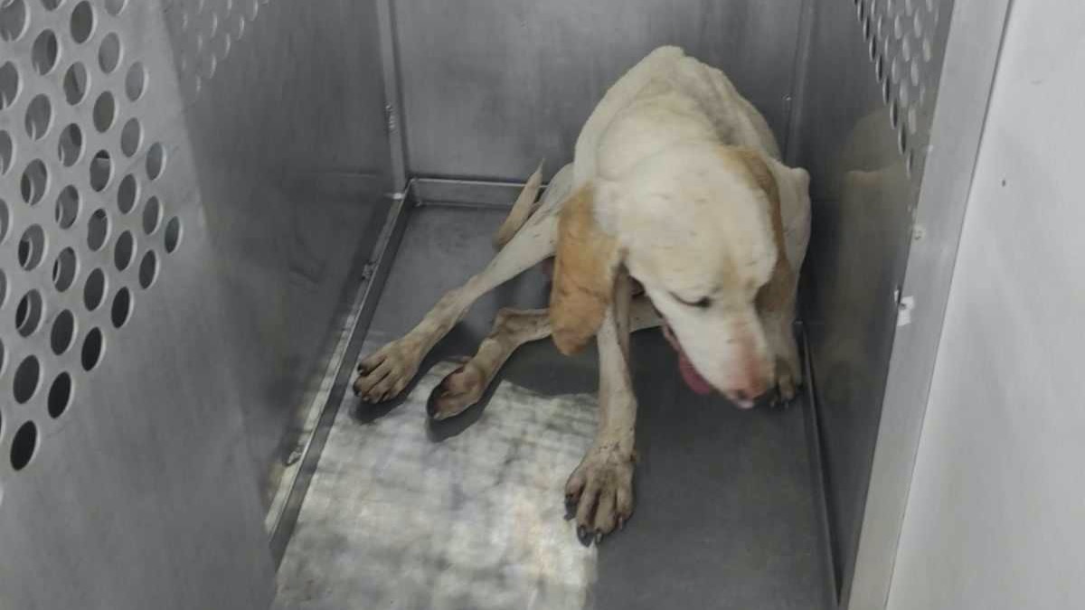 Cavale de Gump : le chien de chasse errant stoppé à Bordeaux