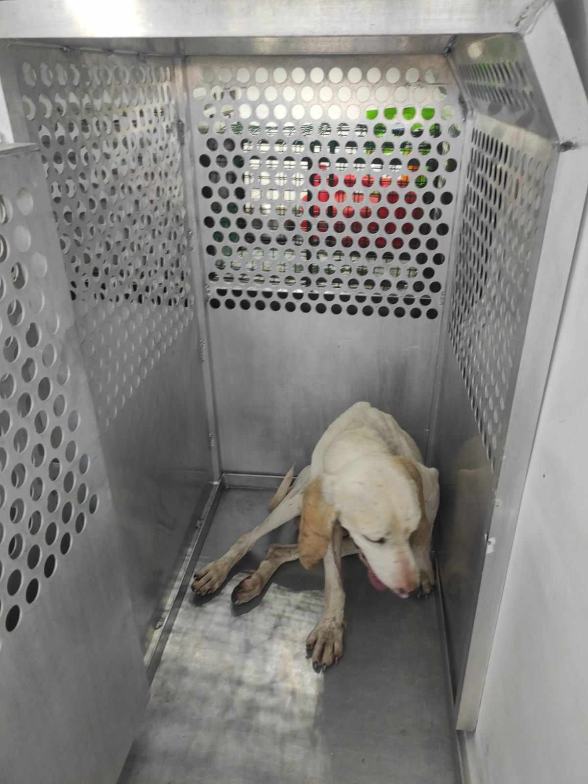 Gump a été récupéré par la Police municipale de Bordeaux, ce jeudi 10 août.