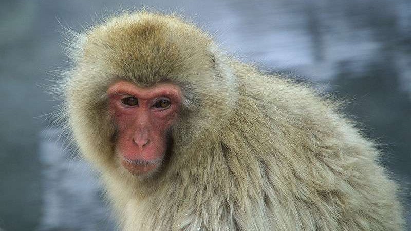 L'Ecosse déploie les grands moyens pour retrouver un singe évadé d'un zoo