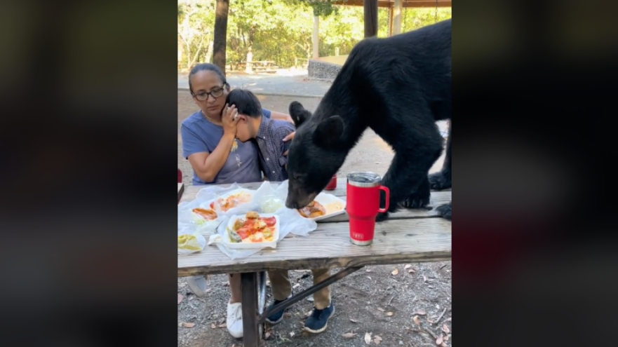 Mexique : un ours s'invite à la table de pique-niqueurs (vidéo)
