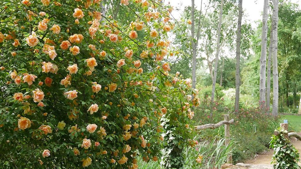 Les Chemins de la rose