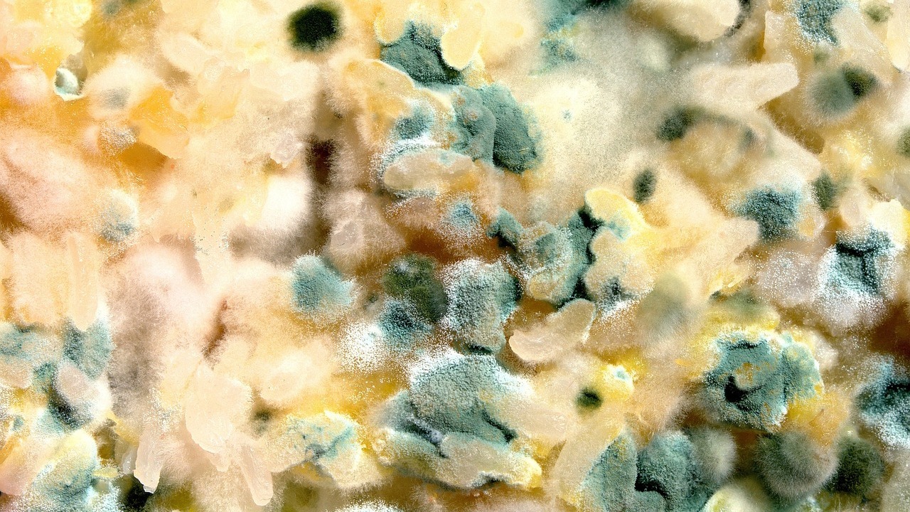 Envoyer vos aliments moisis pour faire avancer la science, ça vous...