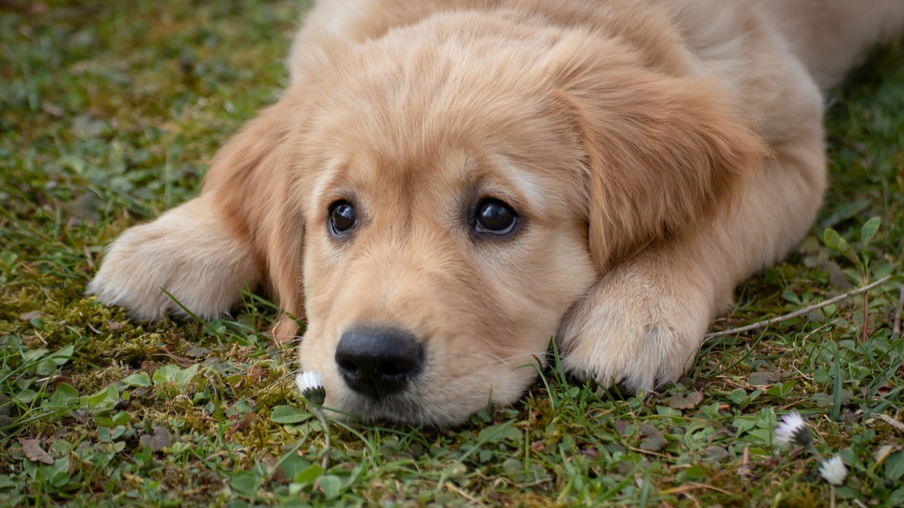A 2 semaines de son mariage en Italie, un Américain voit son...