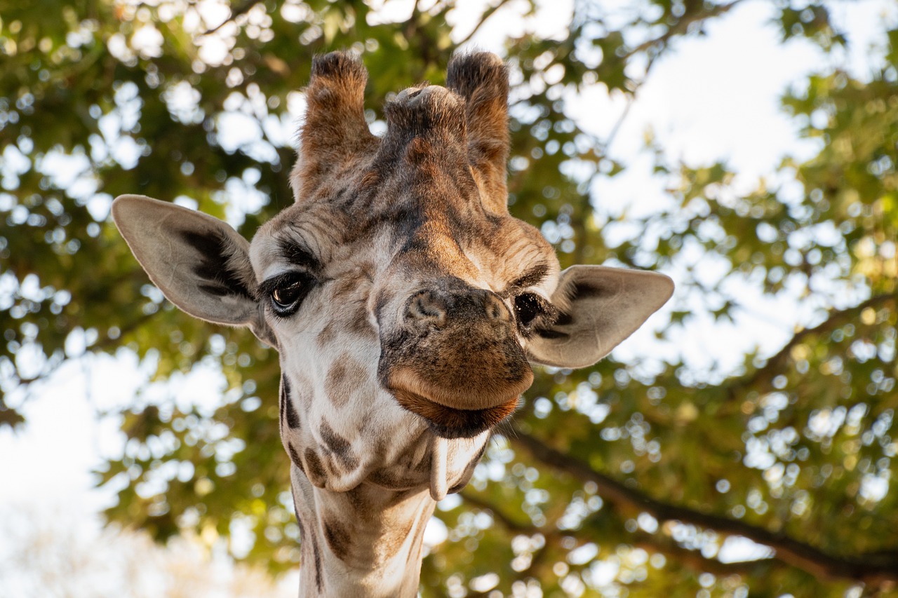 Cas rarissime : une girafe sans taches est née dans un zoo américain (photos)