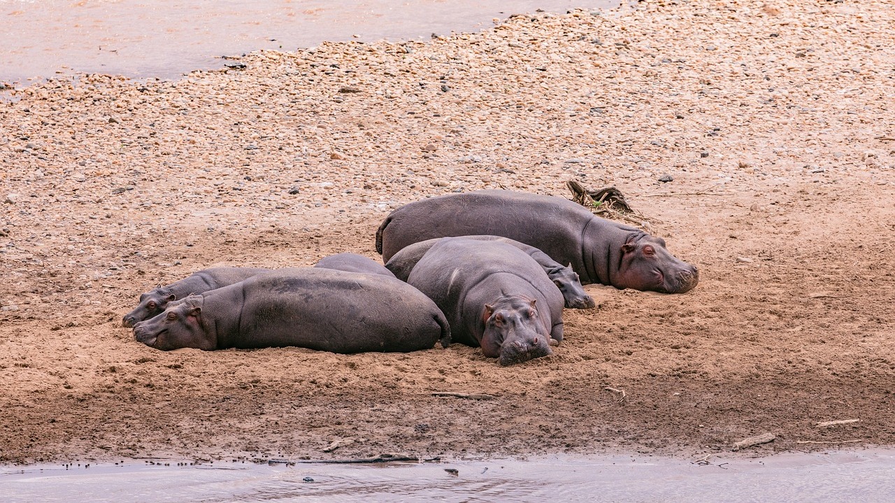 Triste fin pour une partie des hippopotames de Pablo Escobar 