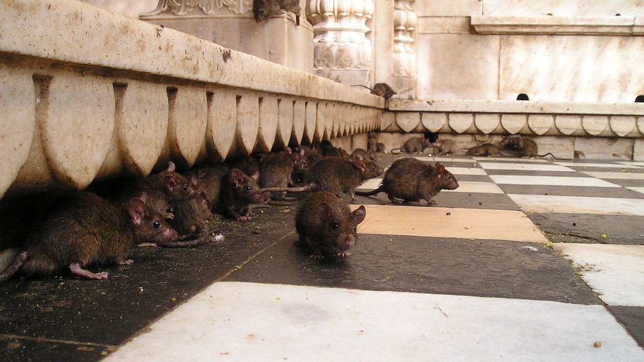 New York : des visites touristiques guidées au milieu des rats font...