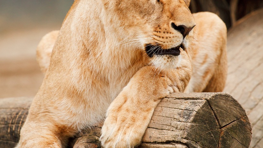 Allemagne : les habitants de Berlin et sa banlieue appelés à se...