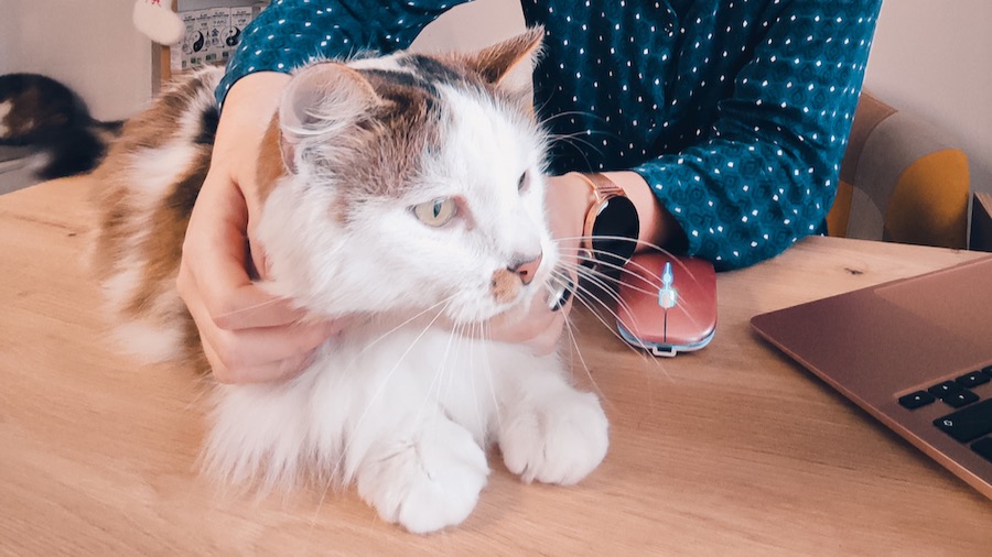 En Touraine, une franchise de pensions pour chats voit le jour