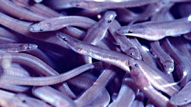 Le Pellerin : saisie exceptionnelle de civelles braconnées