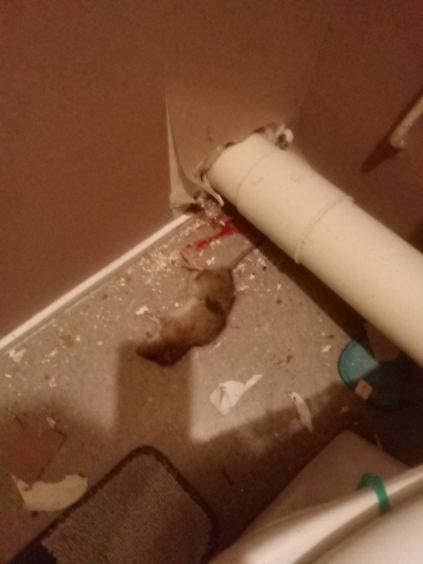 429118685_3613750845531802_6679854807028496863_n.jpg (31 KB)