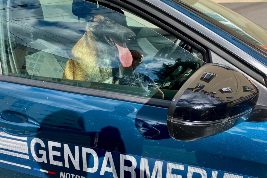 Hirson : 2 cyclistes et une jeune fille mordus par un chien errant...