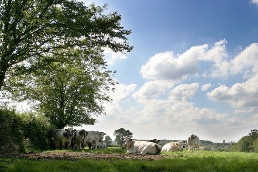 Ohain / sud-Avesnois : faire de nos haies bocagères la source...