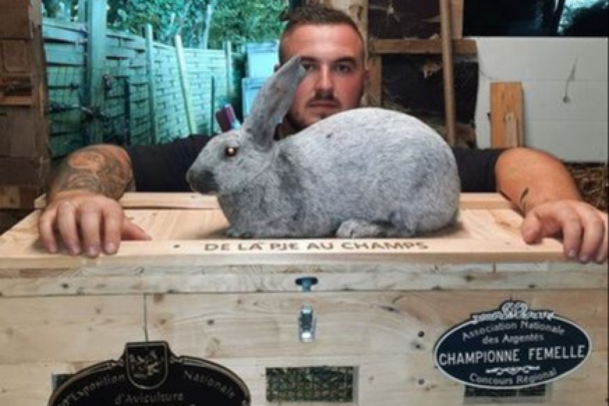 Anor : 3 lapins de Julien Papon en concours au Salon de...