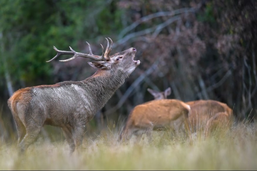 L'actu en bref du vendredi 15 décembre 2023 dans le Cœur de...