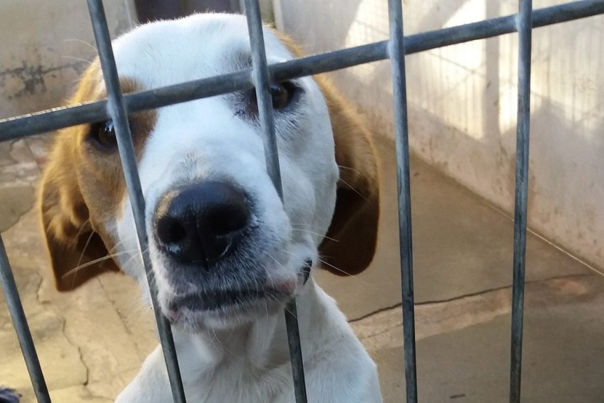 Hirson : une collecte de paille et d’aliments pour les animaux de...